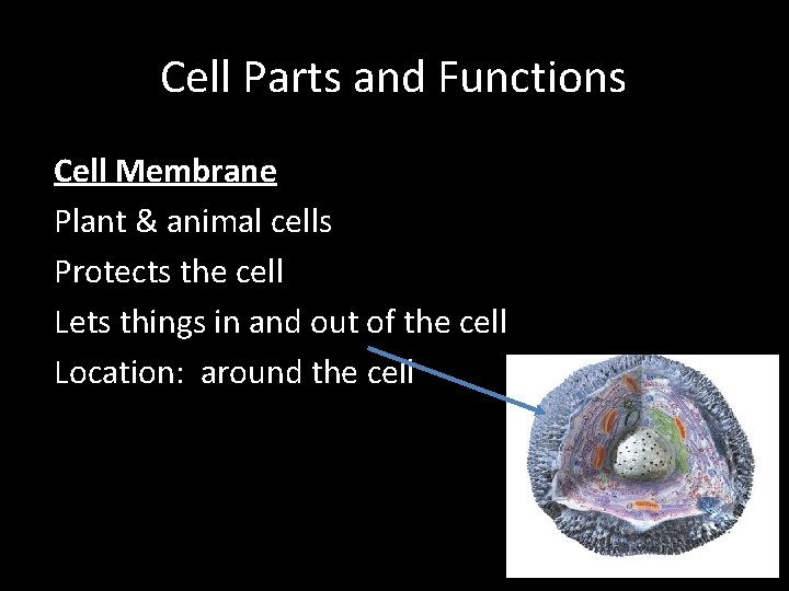 Cell Parts and Functions Cell Membrane Plant & animal cells Protects the cell Lets