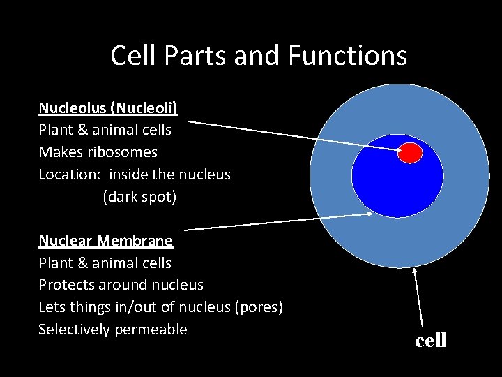 Cell Parts and Functions Nucleolus (Nucleoli) Plant & animal cells Makes ribosomes Location: inside