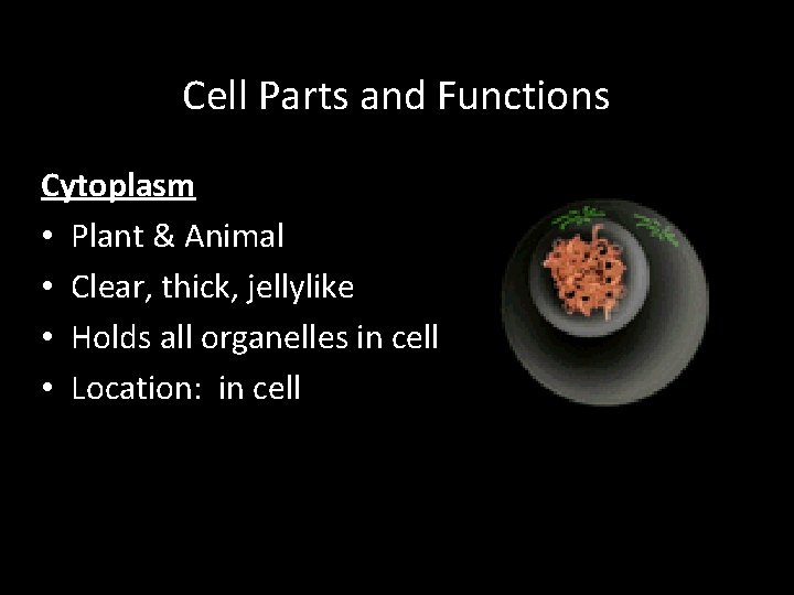Cell Parts and Functions Cytoplasm • Plant & Animal • Clear, thick, jellylike •