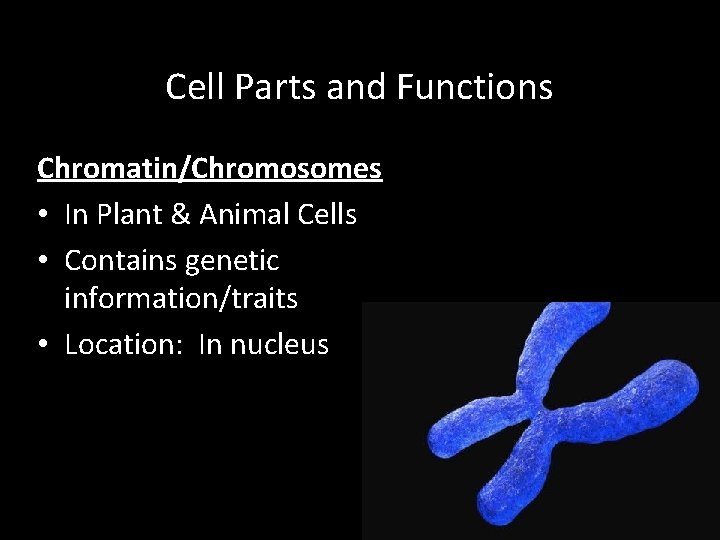 Cell Parts and Functions Chromatin/Chromosomes • In Plant & Animal Cells • Contains genetic