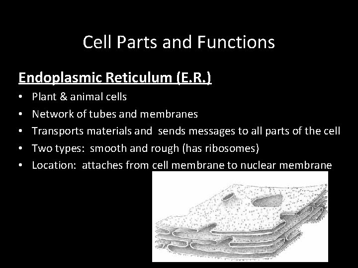 Cell Parts and Functions Endoplasmic Reticulum (E. R. ) • • • Plant &