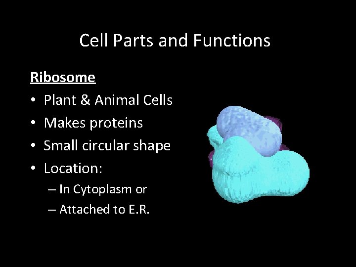 Cell Parts and Functions Ribosome • Plant & Animal Cells • Makes proteins •