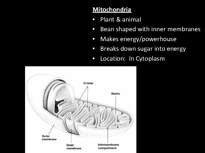 Mitochondria • Plant & animal • Bean shaped with inner membranes • Makes energy/powerhouse