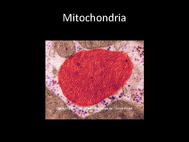 Mitochondria 