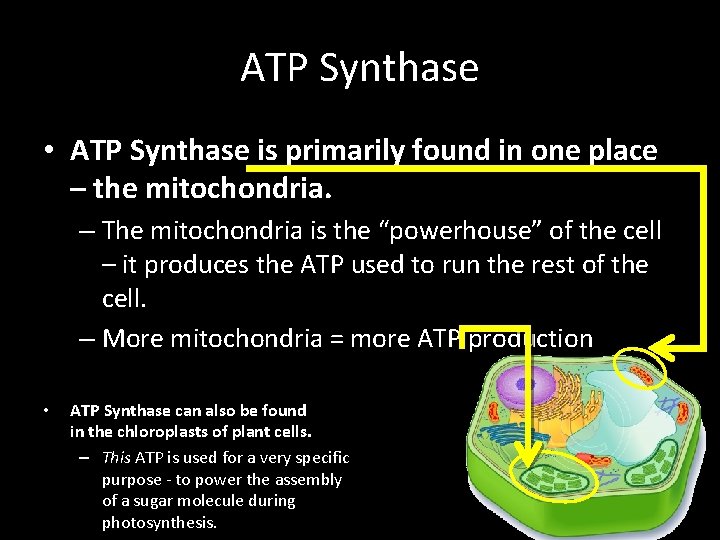 ATP Synthase • ATP Synthase is primarily found in one place – the mitochondria.