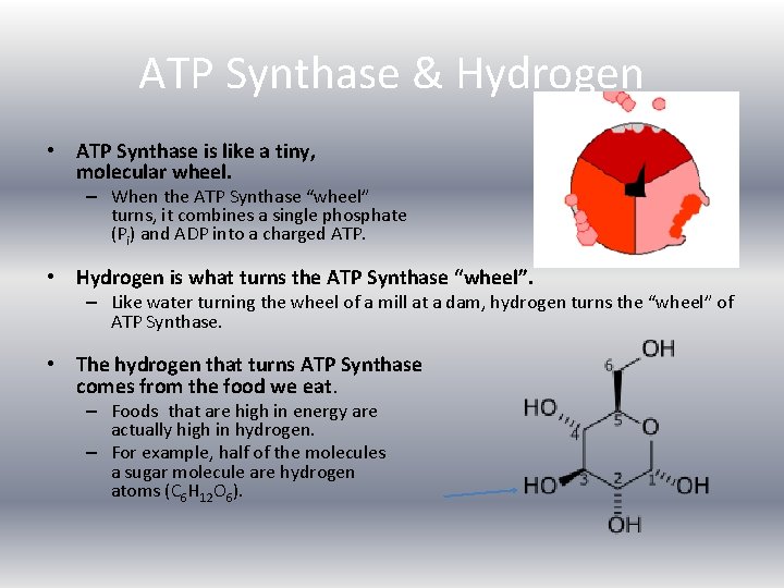 ATP Synthase & Hydrogen • ATP Synthase is like a tiny, molecular wheel. –