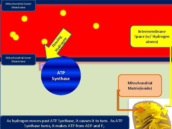 ` ` F Hy lowi dr ng og en Mitochondrial Outer Membrane Intermembrane Space