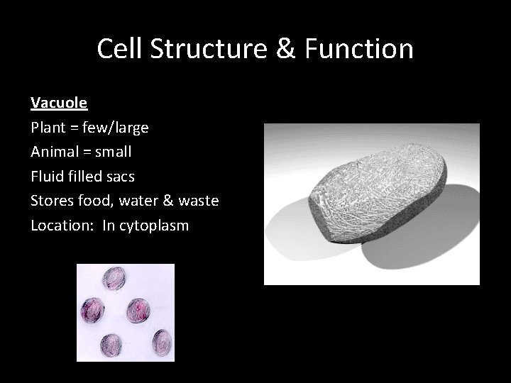 Cell Structure & Function Vacuole Plant = few/large Animal = small Fluid filled sacs