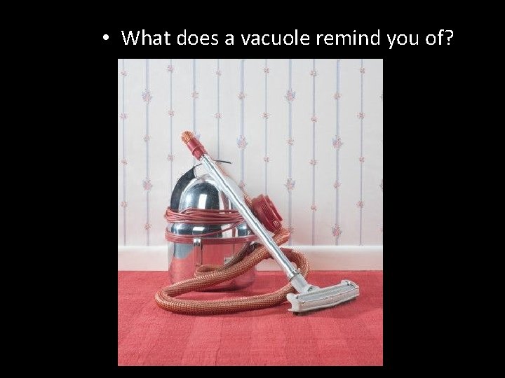  • What does a vacuole remind you of? 