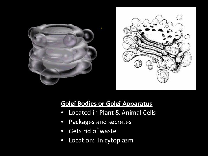 Golgi Bodies or Golgi Apparatus • Located in Plant & Animal Cells • Packages