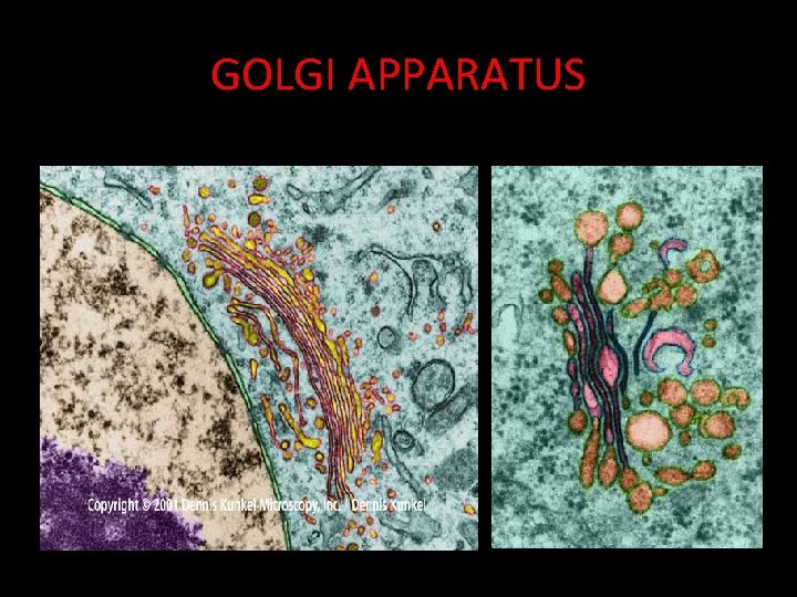 GOLGI APPARATUS 