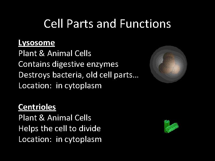 Cell Parts and Functions Lysosome Plant & Animal Cells Contains digestive enzymes Destroys bacteria,