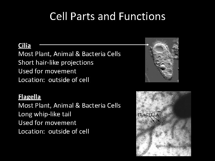 Cell Parts and Functions Cilia Most Plant, Animal & Bacteria Cells Short hair-like projections