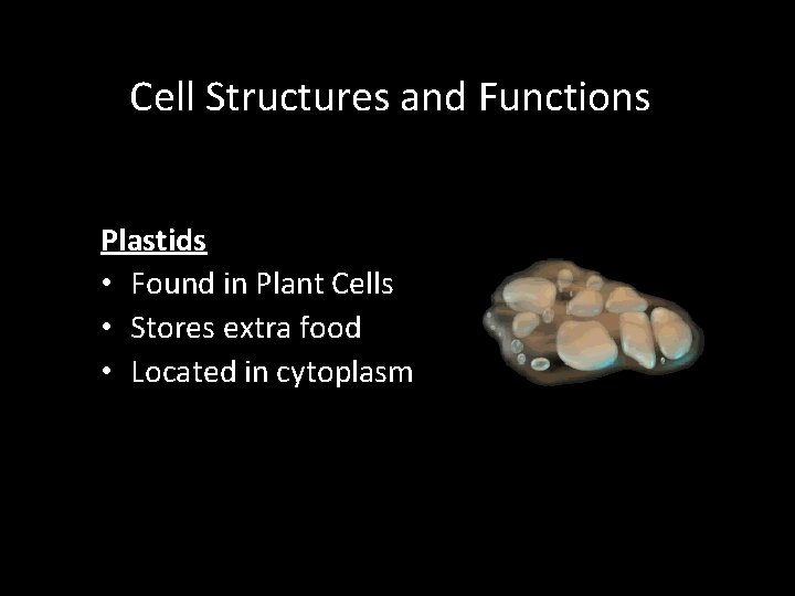 Cell Structures and Functions Plastids • Found in Plant Cells • Stores extra food