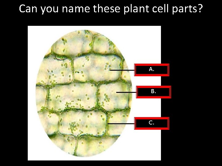 Can you name these plant cell parts? A. B. C. 