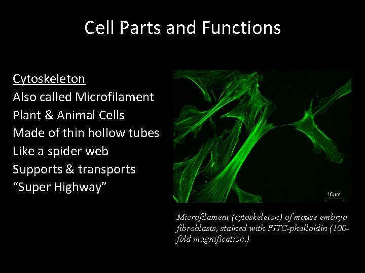 Cell Parts and Functions Cytoskeleton Also called Microfilament Plant & Animal Cells Made of