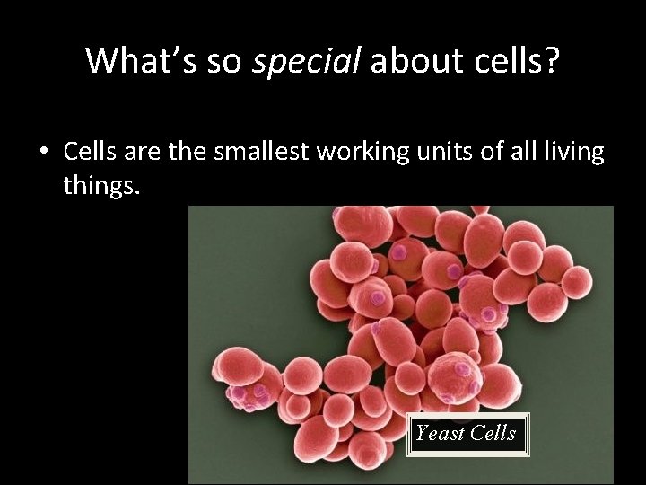 What’s so special about cells? • Cells are the smallest working units of all