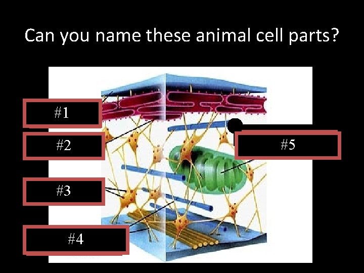 Can you name these animal cell parts? Cell Membrane #1 #2 Rough E. R.