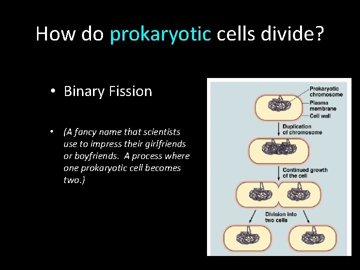How do prokaryotic cells divide? • Binary Fission • (A fancy name that scientists