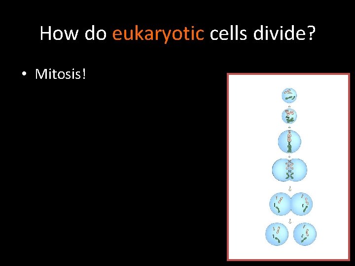 How do eukaryotic cells divide? • Mitosis! 