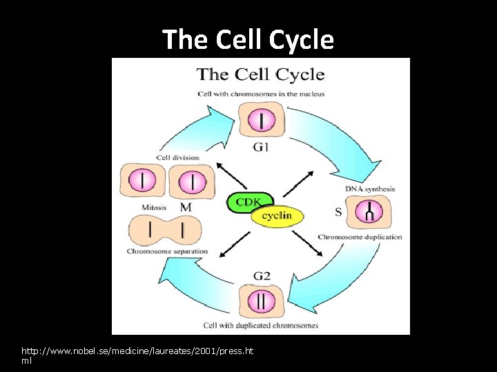 The Cell Cycle http: //www. nobel. se/medicine/laureates/2001/press. ht ml 