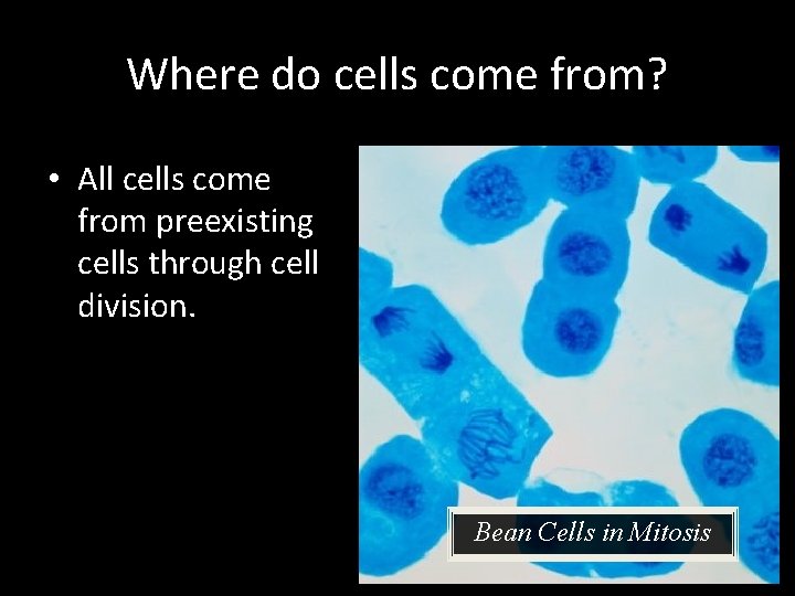 Where do cells come from? • All cells come from preexisting cells through cell