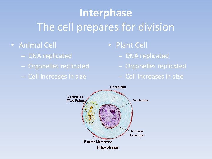 Interphase The cell prepares for division • Animal Cell – DNA replicated – Organelles