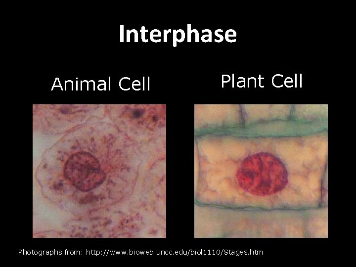 Interphase Animal Cell Plant Cell Photographs from: http: //www. bioweb. uncc. edu/biol 1110/Stages. htm