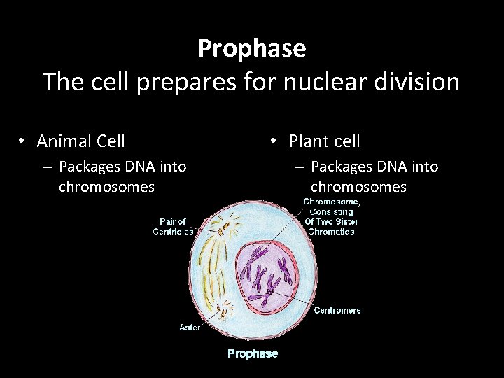 Prophase The cell prepares for nuclear division • Animal Cell – Packages DNA into