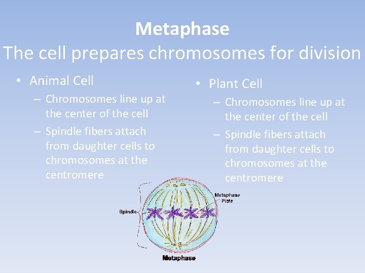 Metaphase The cell prepares chromosomes for division • Animal Cell – Chromosomes line up