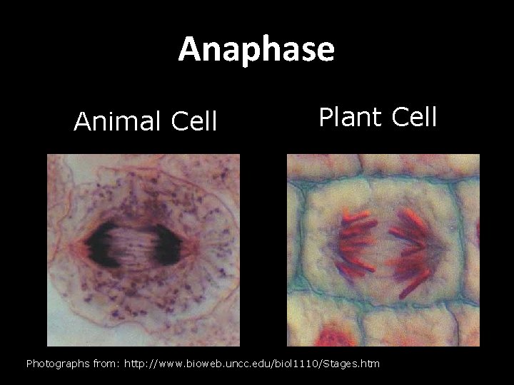 Anaphase Animal Cell Plant Cell Photographs from: http: //www. bioweb. uncc. edu/biol 1110/Stages. htm