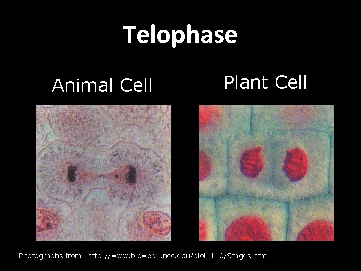 Telophase Animal Cell Plant Cell Photographs from: http: //www. bioweb. uncc. edu/biol 1110/Stages. htm