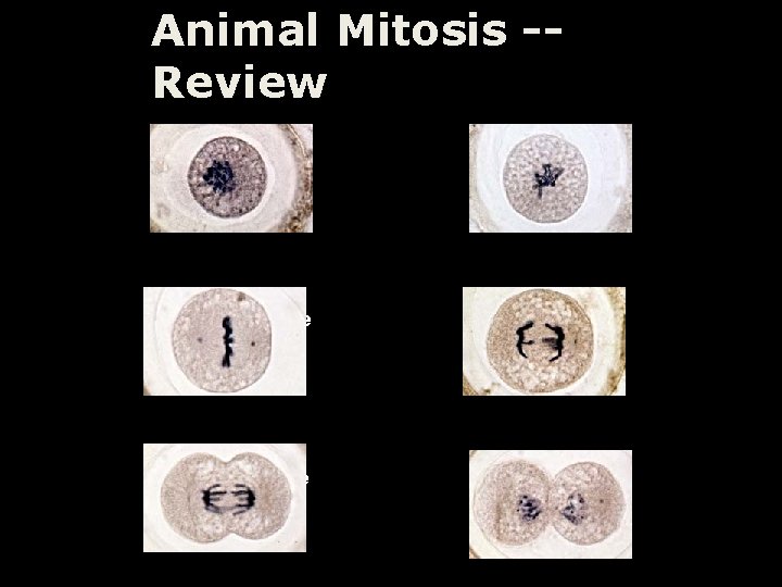 Animal Mitosis -Review Interphase Prophase Metaphase Anaphase Telophase Interphase 