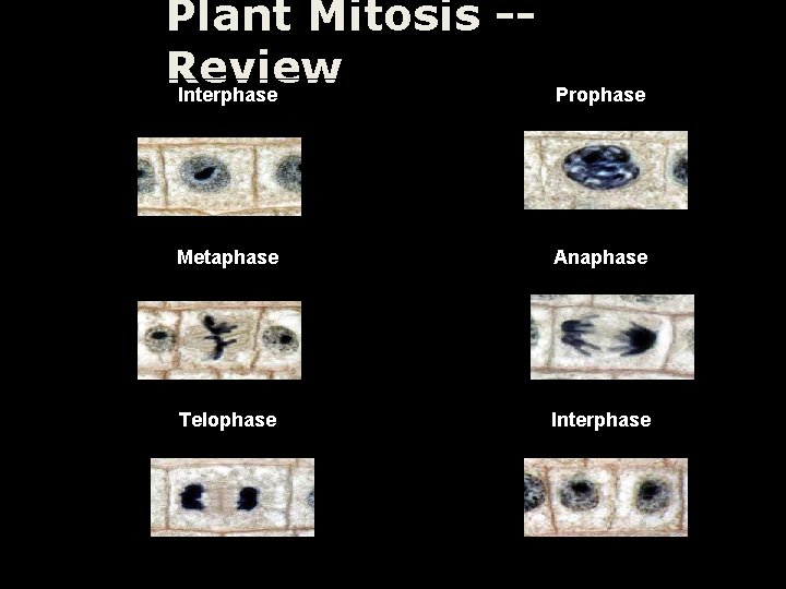 Plant Mitosis -Review Interphase Anaphase Telophase Metaphase Prophase Interphase 