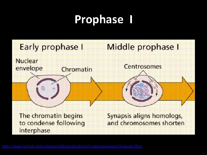 Prophase I http: //everyschool. org/u/logan/cellreproductionx/rogersa/research/meiosis. html 