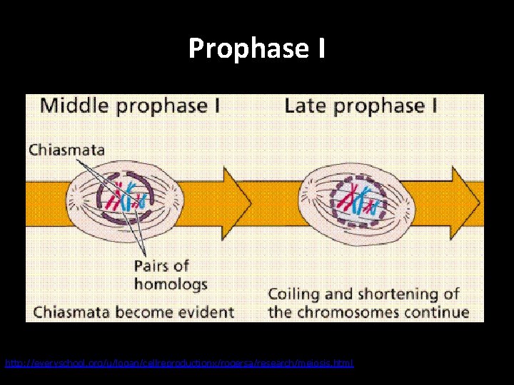 Prophase I http: //everyschool. org/u/logan/cellreproductionx/rogersa/research/meiosis. html 