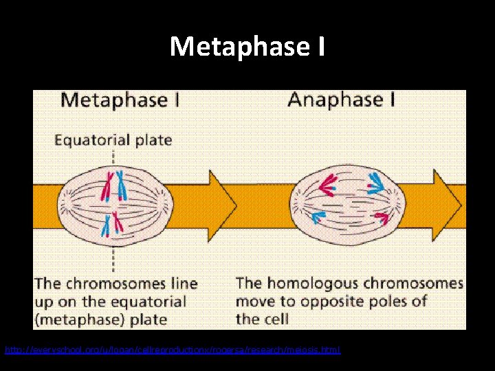 Metaphase I http: //everyschool. org/u/logan/cellreproductionx/rogersa/research/meiosis. html 