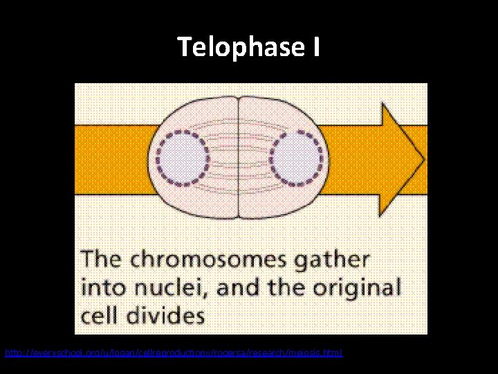 Telophase I http: //everyschool. org/u/logan/cellreproductionx/rogersa/research/meiosis. html 