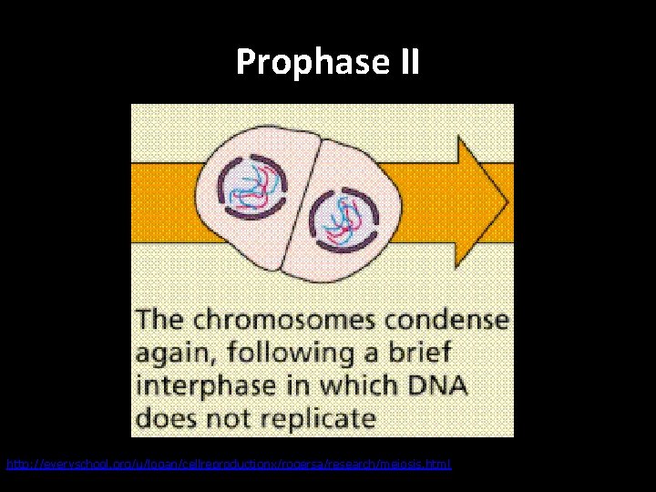 Prophase II http: //everyschool. org/u/logan/cellreproductionx/rogersa/research/meiosis. html 