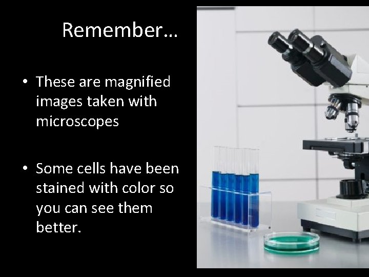 Remember… • These are magnified images taken with microscopes • Some cells have been