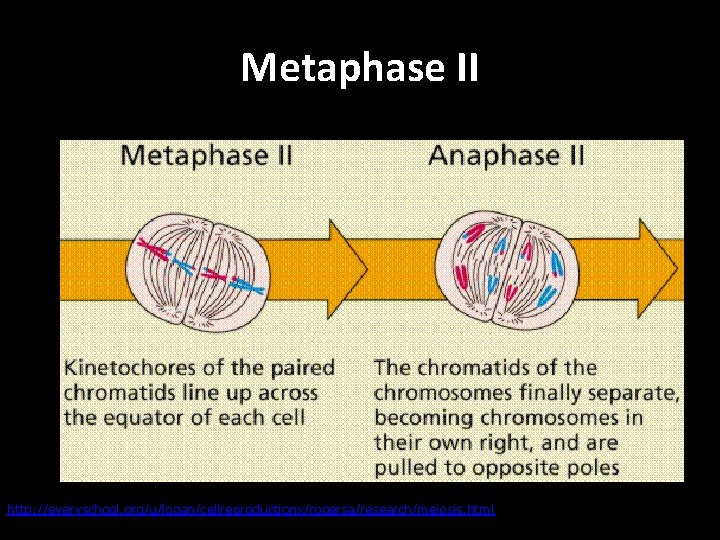 Metaphase II http: //everyschool. org/u/logan/cellreproductionx/rogersa/research/meiosis. html 