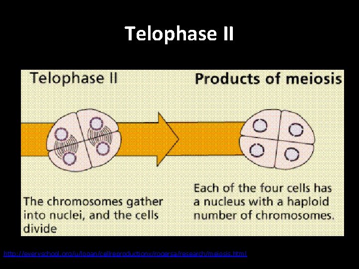 Telophase II http: //everyschool. org/u/logan/cellreproductionx/rogersa/research/meiosis. html 