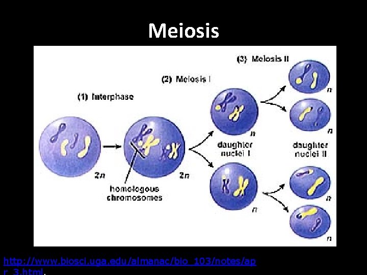 Meiosis http: //www. biosci. uga. edu/almanac/bio_103/notes/ap 