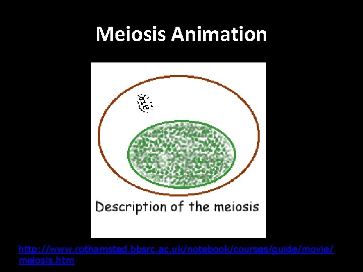 Meiosis Animation http: //www. rothamsted. bbsrc. ac. uk/notebook/courses/guide/movie/ meiosis. htm 