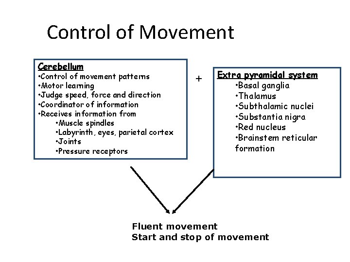 Control of Movement Cerebellum • Control of movement patterns • Motor learning • Judge
