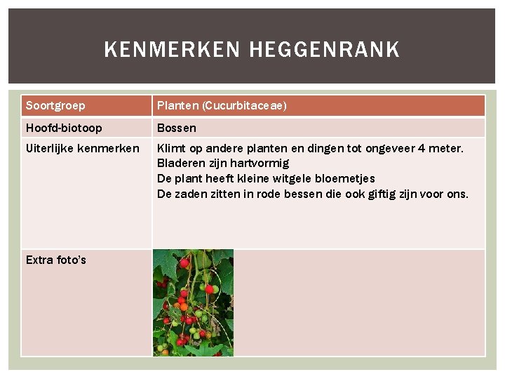 KENMERKEN HEGGENRANK Soortgroep Planten (Cucurbitaceae) Hoofd-biotoop Bossen Uiterlijke kenmerken Klimt op andere planten en
