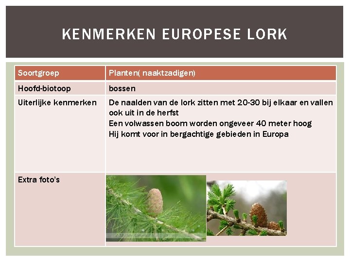 KENMERKEN EUROPESE LORK Soortgroep Planten( naaktzadigen) Hoofd-biotoop bossen Uiterlijke kenmerken De naalden van de