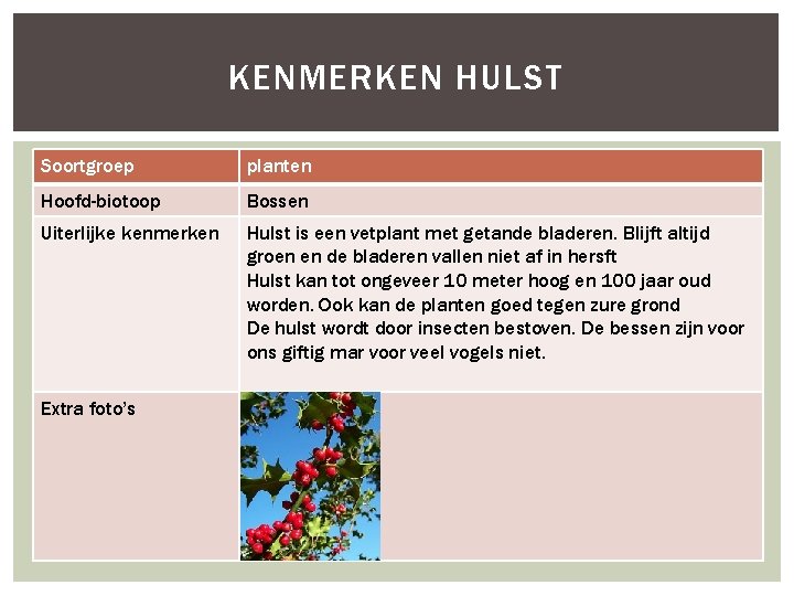 KENMERKEN HULST Soortgroep planten Hoofd-biotoop Bossen Uiterlijke kenmerken Hulst is een vetplant met getande