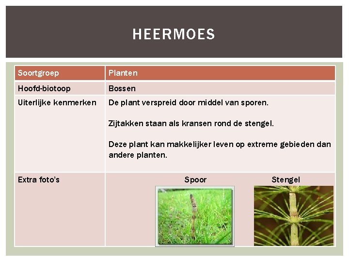 HEERMOES Soortgroep Planten Hoofd-biotoop Bossen Uiterlijke kenmerken De plant verspreid door middel van sporen.