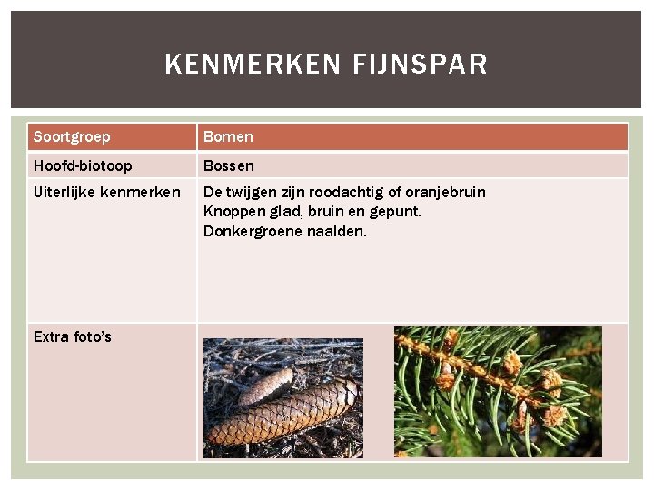 KENMERKEN FIJNSPAR Soortgroep Bomen Hoofd-biotoop Bossen Uiterlijke kenmerken De twijgen zijn roodachtig of oranjebruin